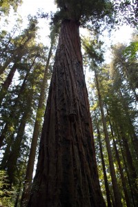 Henry Cowell Redwoods State Park