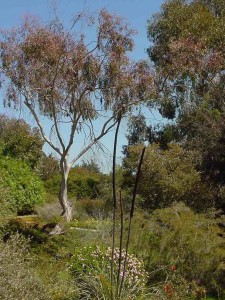 UCSC Arboretum