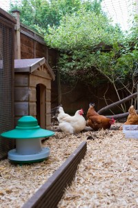 Pet chickens in their run in an english garden next to their coop