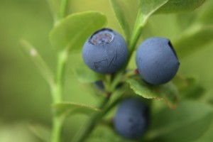 blueberries