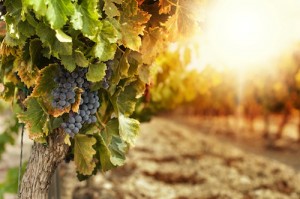 Vineyards at sunset