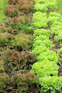 Organic vegetable farms