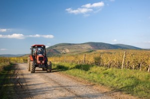 The end of harvest at the vineyards.