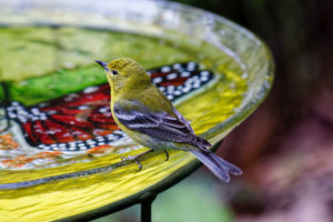 Birdbath