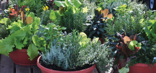 Vegetable Container Gardening