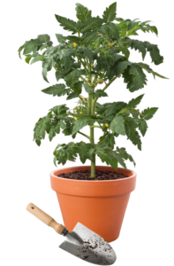 Tomatoes in pots