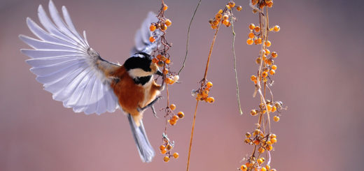 Backyard birds