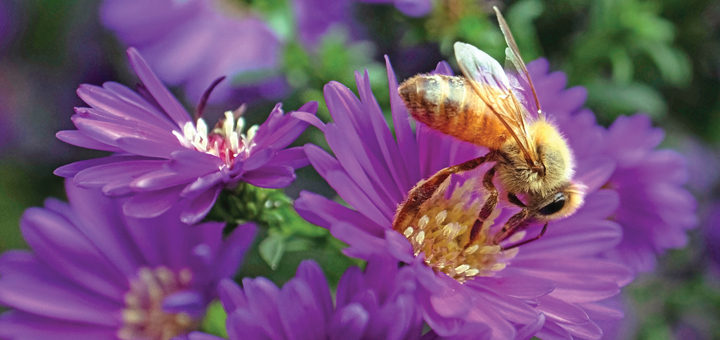Your own bee garden