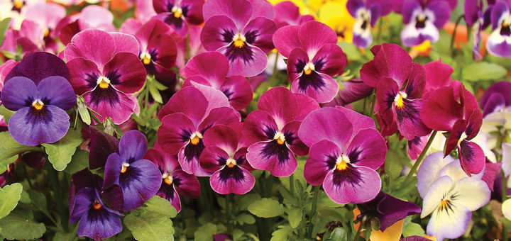 planting petunias and pansies