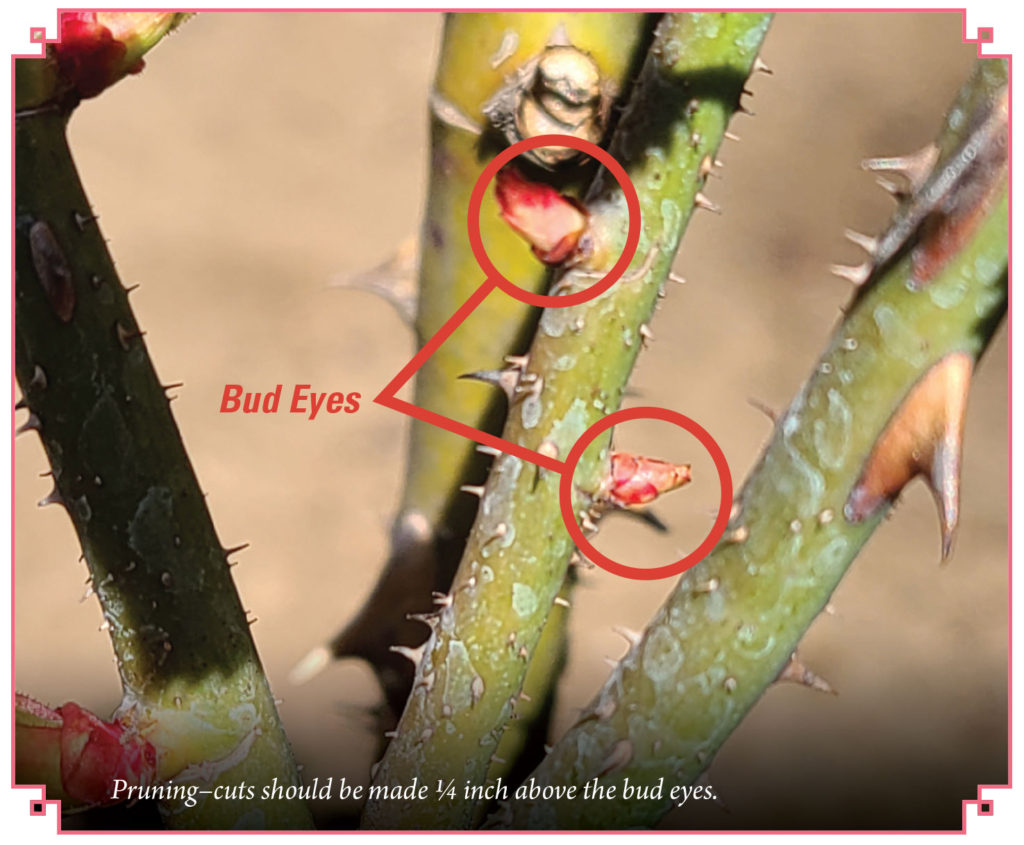 Pruning of rose plants