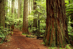 Santa Cruz Times Publishing Group Inc tpgonlinedaily.com