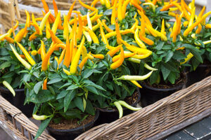 Container Vegetables Times Publishing Group Inc coastalhomeandgarden.com